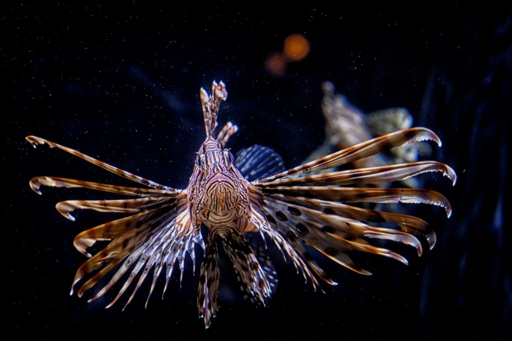 Another Universe - Richard Krieger